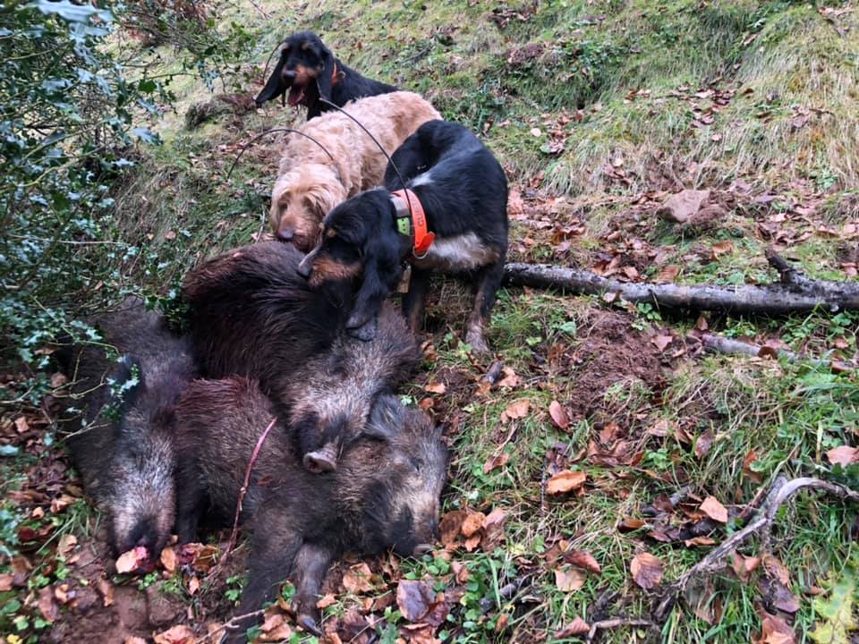 Sorteadas 21 cacerías extraordinarias Sorteadas 21 cacerías extraordinarias