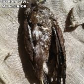 La Guardia Civil halla un águila muerta en una vivienda de Mas de las Matas