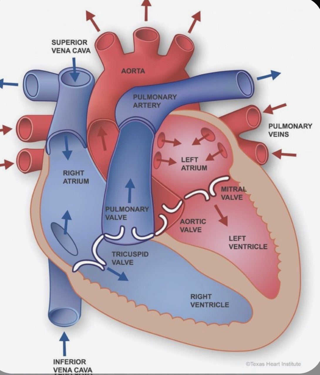 Quirónsalud Alicante nos recuerda la importancia de los chequeos cardiológicos como herramienta de diagnóstico precoz Quirónsalud Alicante nos recuerda la importancia de los chequeos cardiológicos como herramienta de diagnóstico precoz