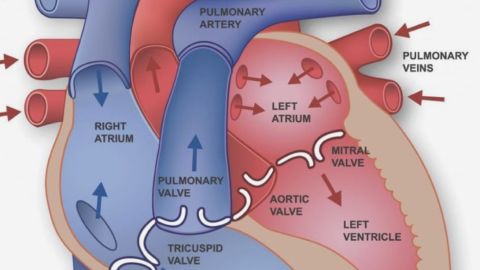 Chequeo Cardiovascular
