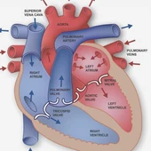Chequeo Cardiovascular Chequeo Cardiovascular