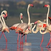 Flamencos Flamencos