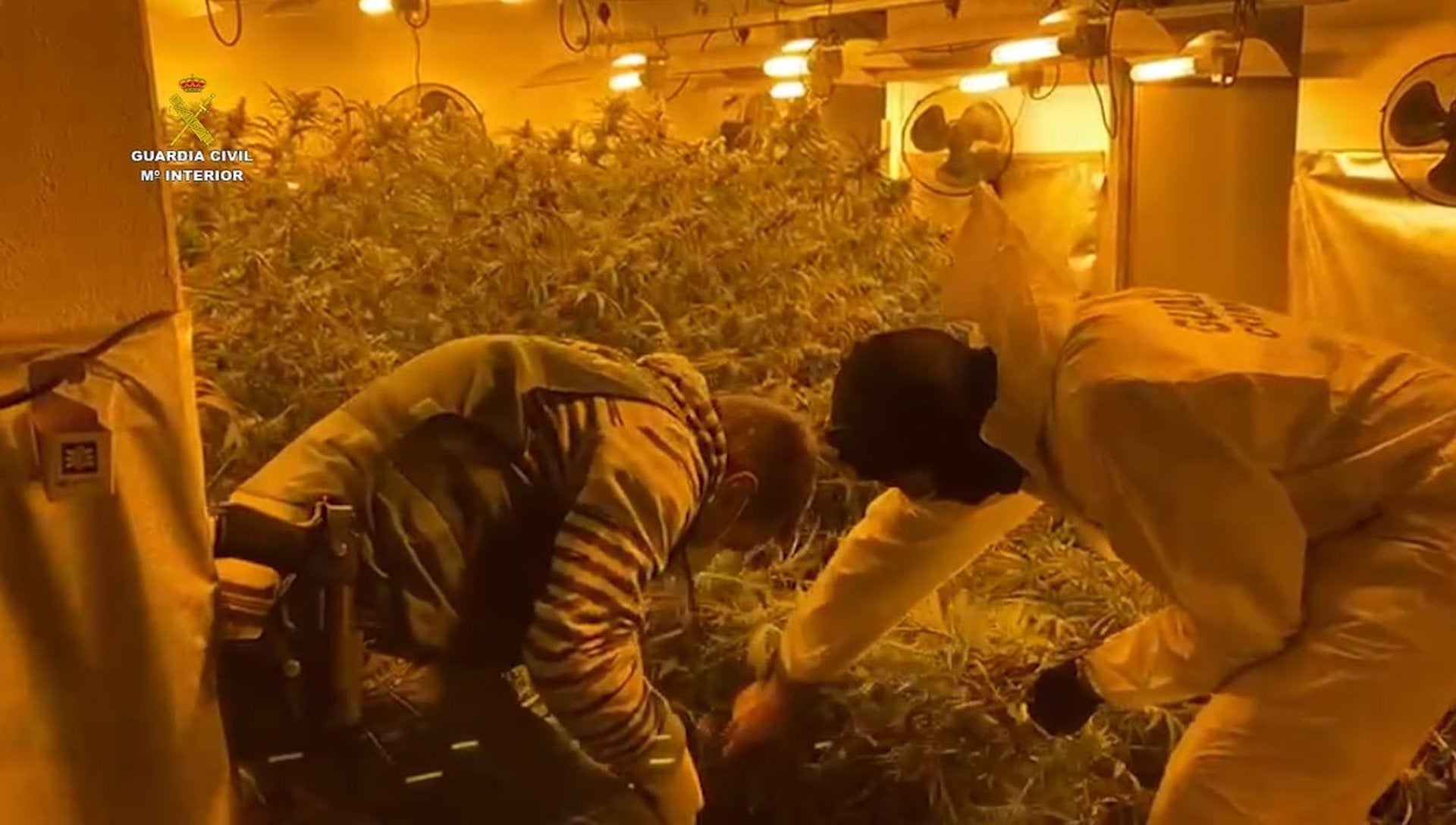 Más de 2.000 plantas de marihuana desmanteladas en Málaga Más de 2.000 plantas de marihuana desmanteladas en Málaga