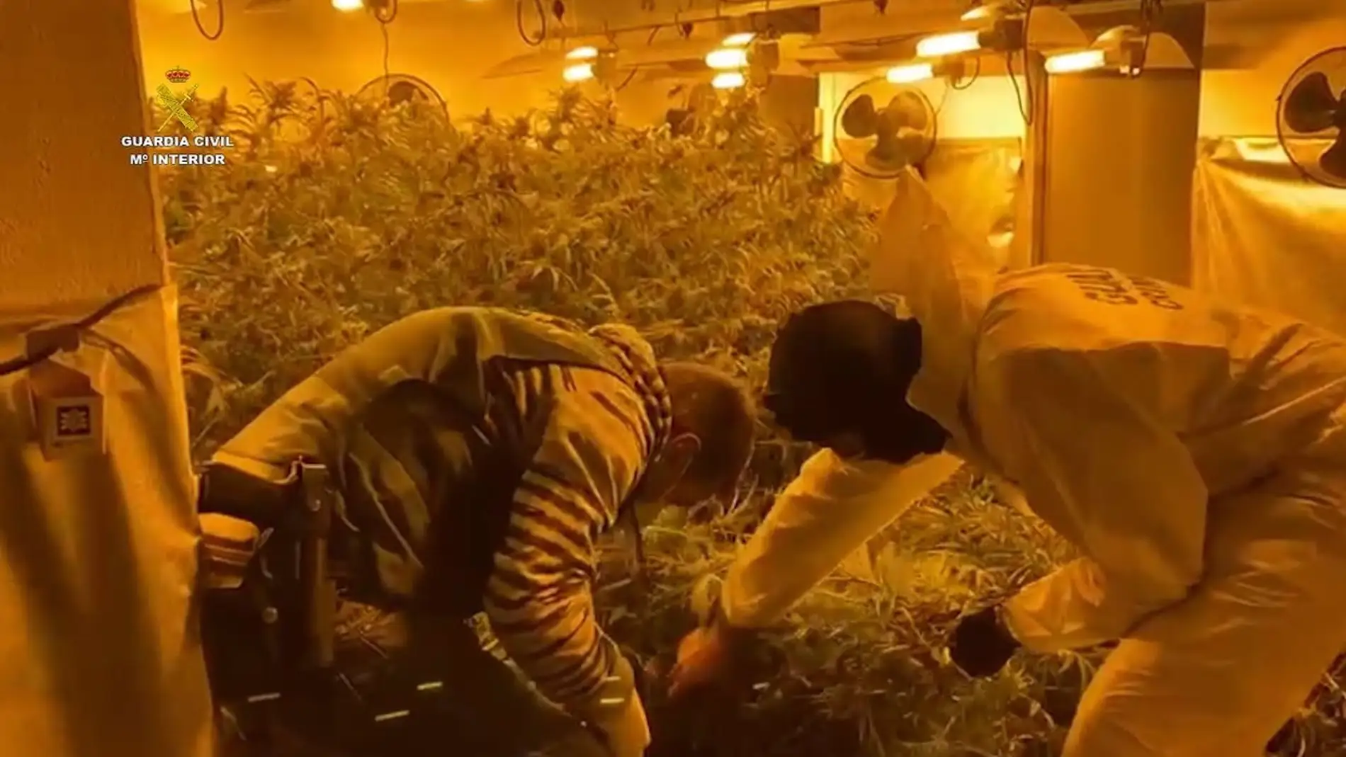 Más de 2.000 plantas de marihuana desmanteladas en Málaga 