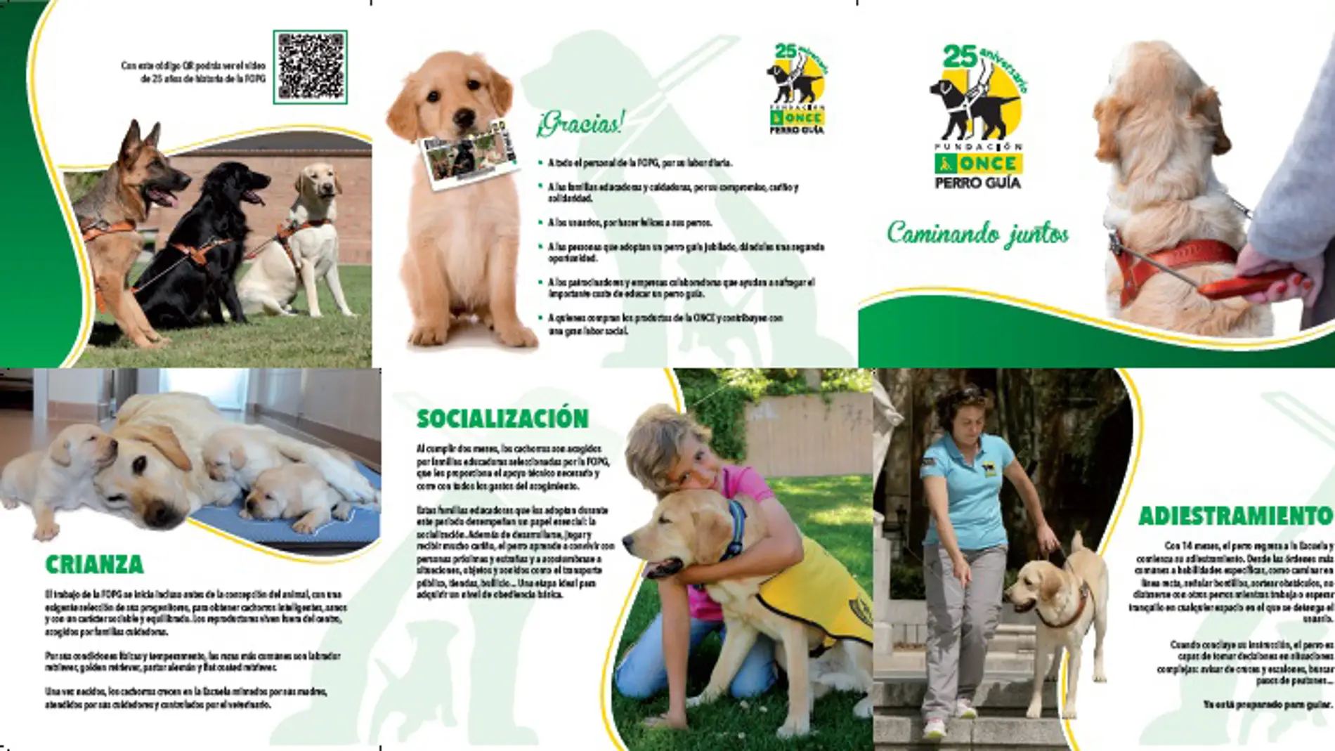 "Quiero ser perro guía. ¿Me ayudas?", la campaña de la Once que anima a las familias a socializar con estos animales 