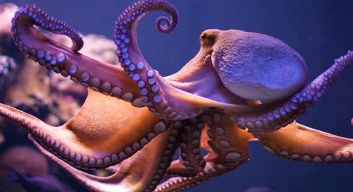 Comeza a veda do polbo en Galicia Comeza a veda do polbo en Galicia