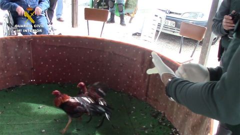 Pelea de gallos