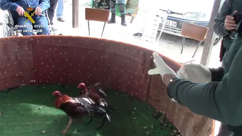 Pelea de gallos Pelea de gallos