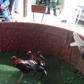 Pelea de gallos Pelea de gallos