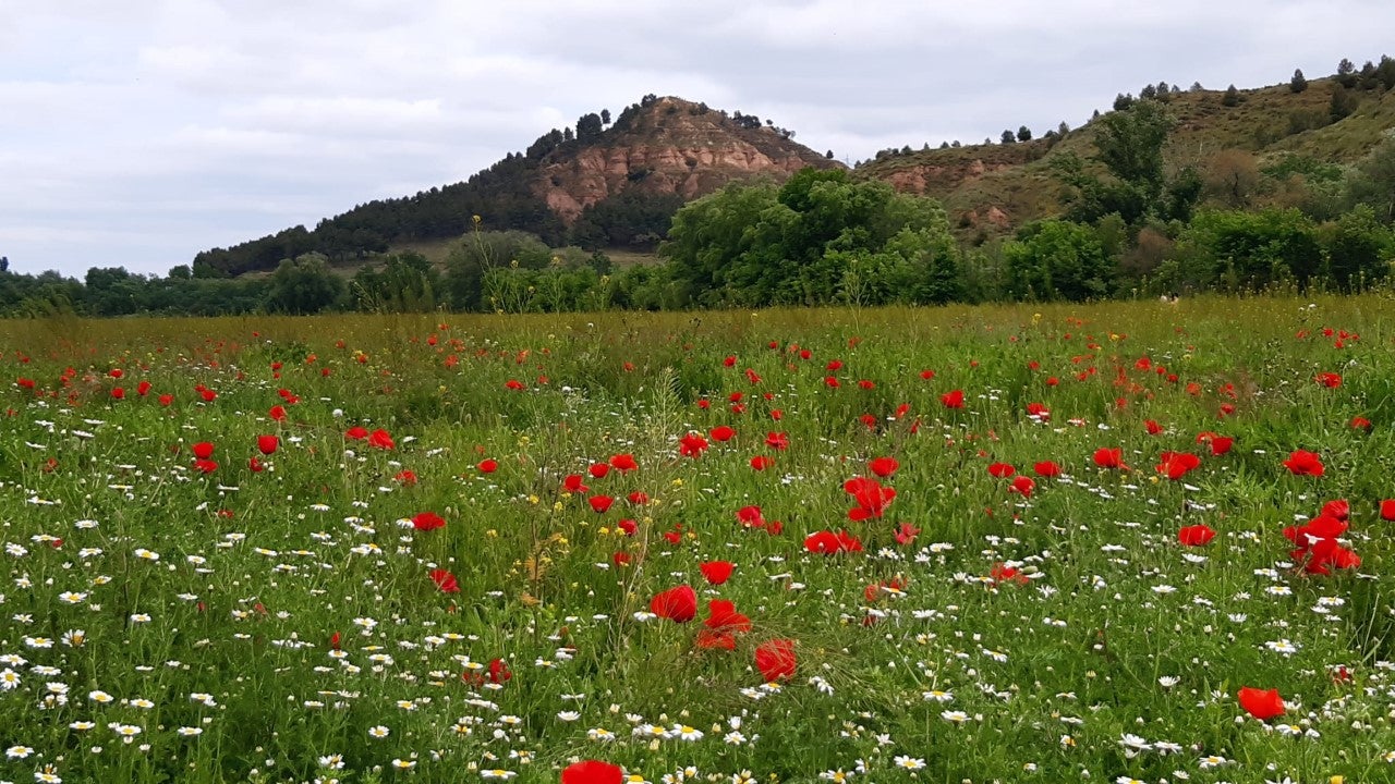 Más de uno Alcalá 30/04/2021 Más de uno Alcalá 30/04/2021