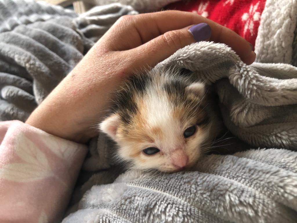 El profesorado y alumnos de un instituto de Azuaga adoptan una camada de gatitos que apareció en un aula El profesorado y alumnos de un instituto de Azuaga adoptan una camada de gatitos que apareció en un aula