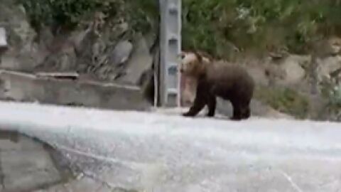 Oso en la Reguera&acute;l Cabo