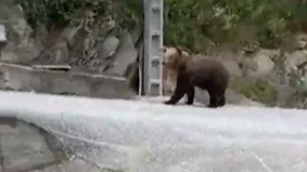 Oso en la Reguera&acute;l Cabo