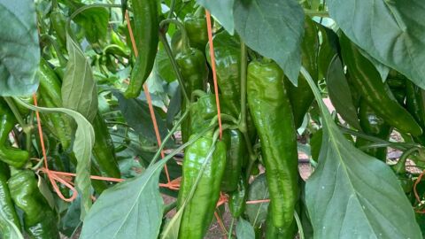 AGRICULTURA