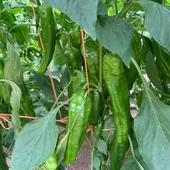 AGRICULTURA AGRICULTURA