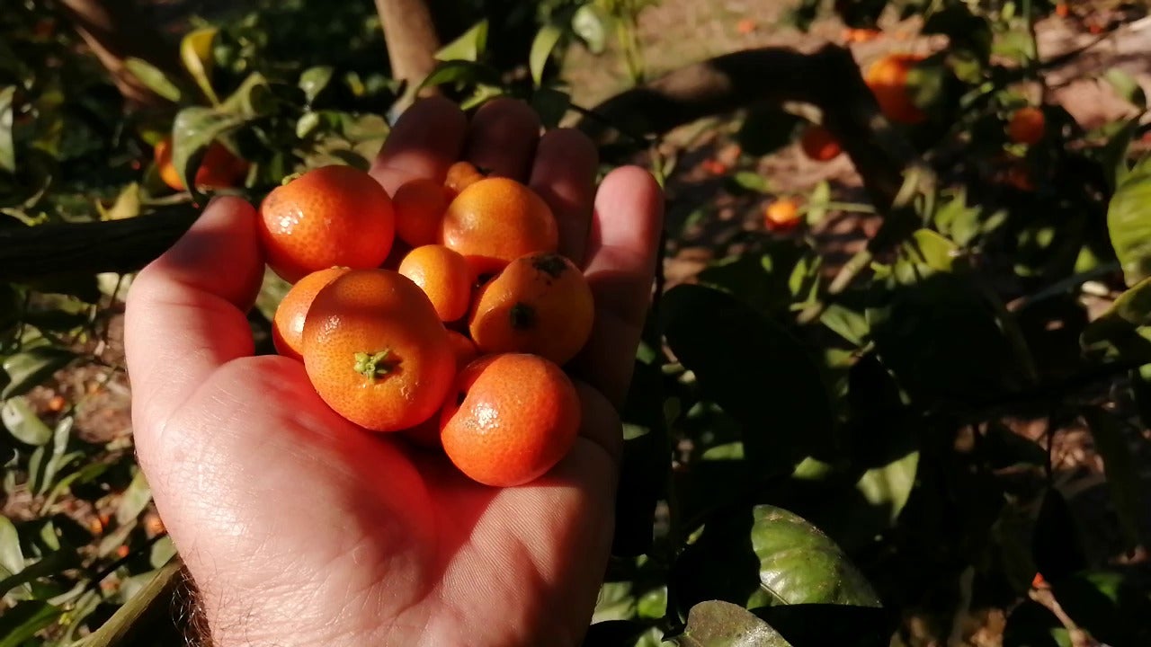 El Ayuntamiento de Vila-real ayudará a los agricultores a solicitar ayudas por el cotonet El Ayuntamiento de Vila-real ayudará a los agricultores a solicitar ayudas por el cotonet