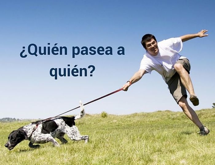 El Palacio de Ferias y Congresos 'Adolfo Suárez' acoge una muestra donde los perros y sus cuidadores son los protagonistas El Palacio de Ferias y Congresos 'Adolfo Suárez' acoge una muestra donde los perros y sus cuidadores son los protagonistas