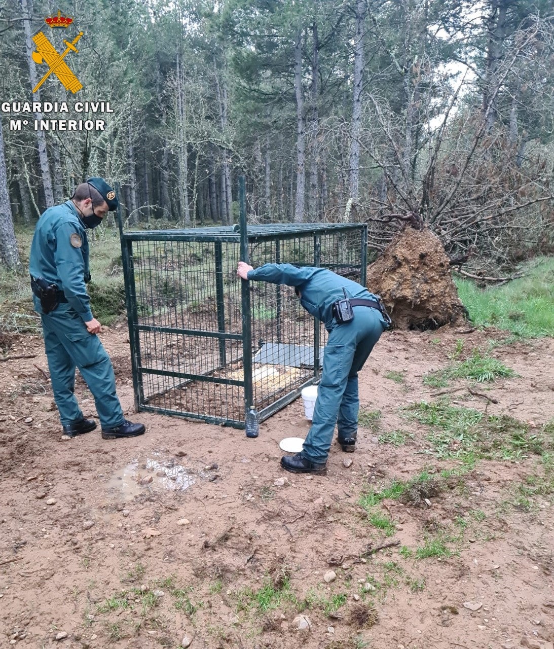 Investigan a una persona por colocar una jaula trampa en Villarrabé Investigan a una persona por colocar una jaula trampa en Villarrabé