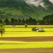 Campo