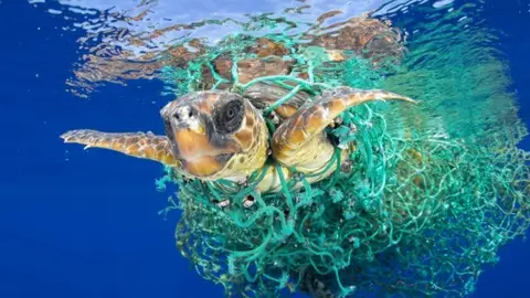 Tortuga boba Tortuga boba