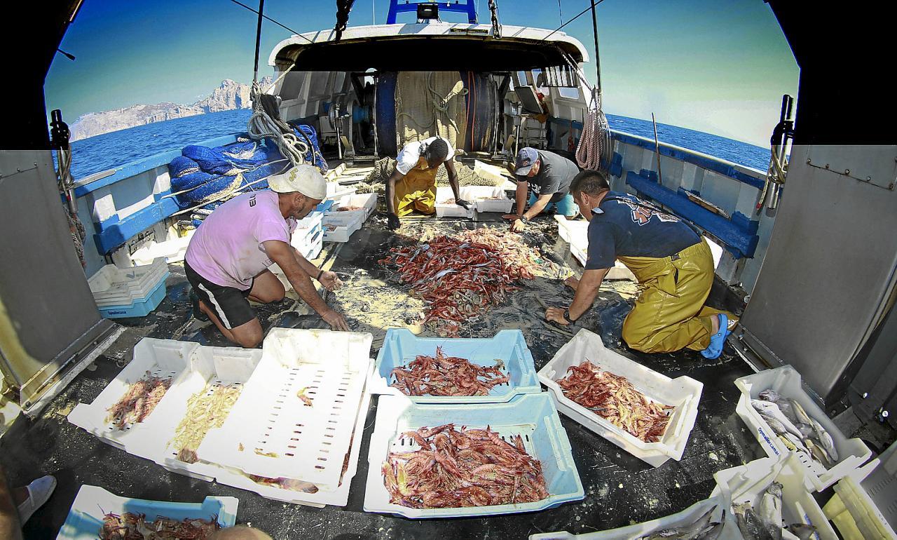 El sector pesquero balear asegura que sigue saliendo a faenar y solo le para el mal tiempo El sector pesquero balear asegura que sigue saliendo a faenar y solo le para el mal tiempo