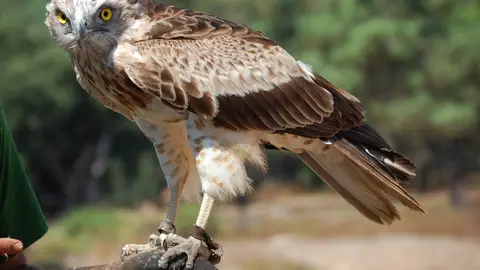 Águila culebrera Marbella Águila culebrera Marbella
