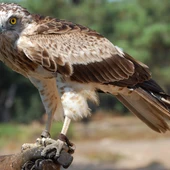 Águila culebrera Marbella Águila culebrera Marbella