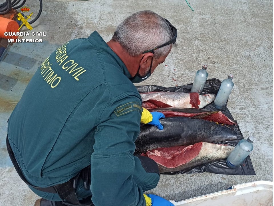 La Guardia Civil incauta 4 piezas de atún rojo pescado ilegalmente en Altea y La Vila Joiosa La Guardia Civil incauta 4 piezas de atún rojo pescado ilegalmente en Altea y La Vila Joiosa