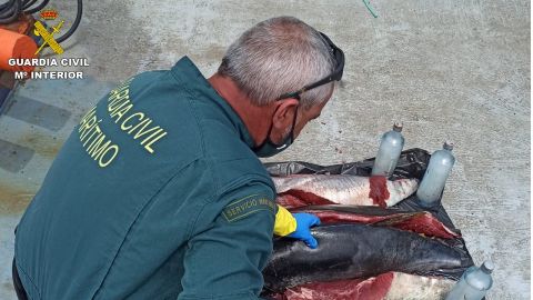 Guardia Civil incauta atún pescado ilegalmente Guardia Civil incauta atún pescado ilegalmente