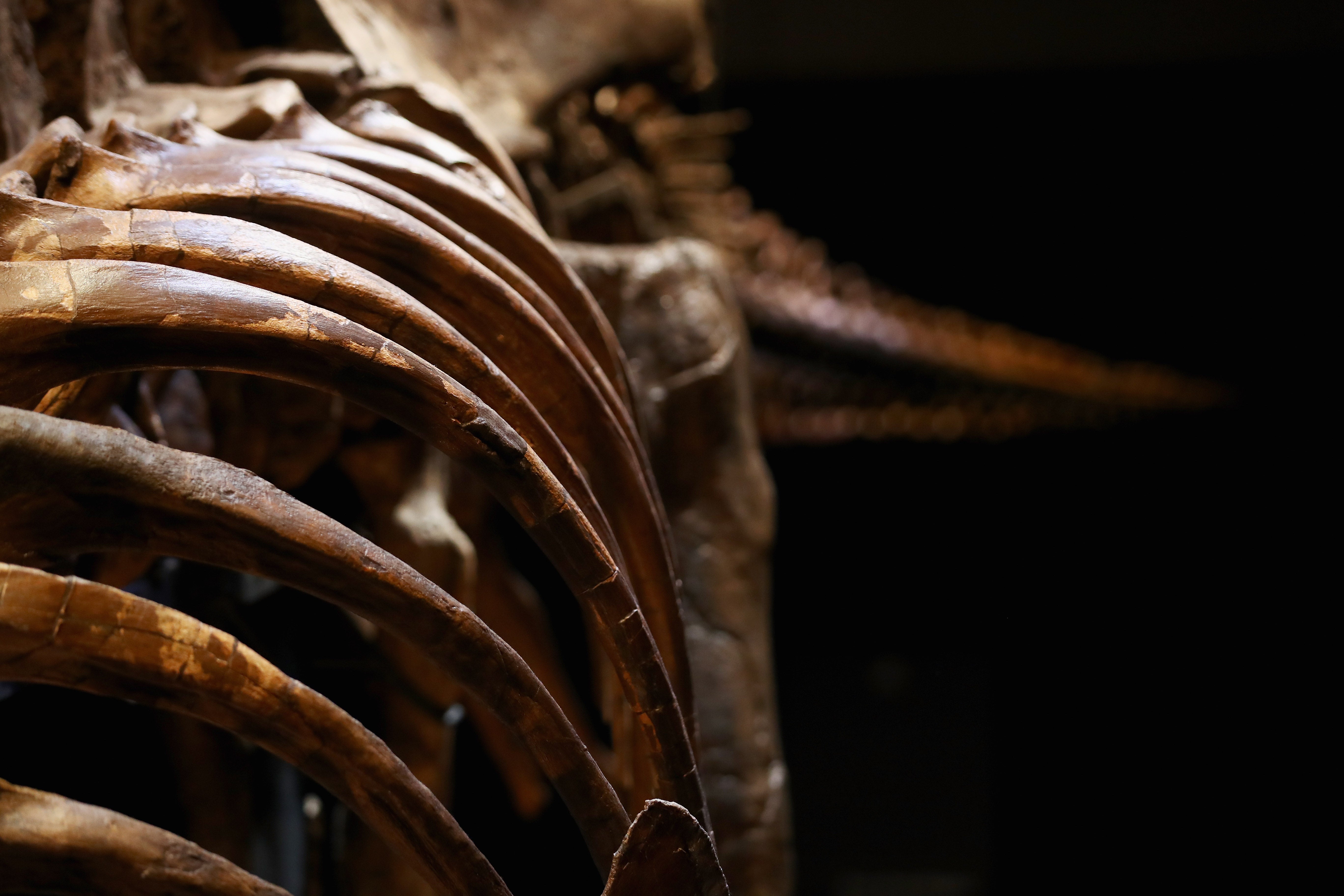 Hallan una nueva especie de dinosaurio en México Hallan una nueva especie de dinosaurio en México