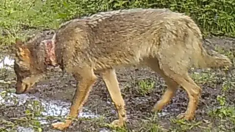 Uno de los lobos heridos en el cuello Uno de los lobos heridos en el cuello