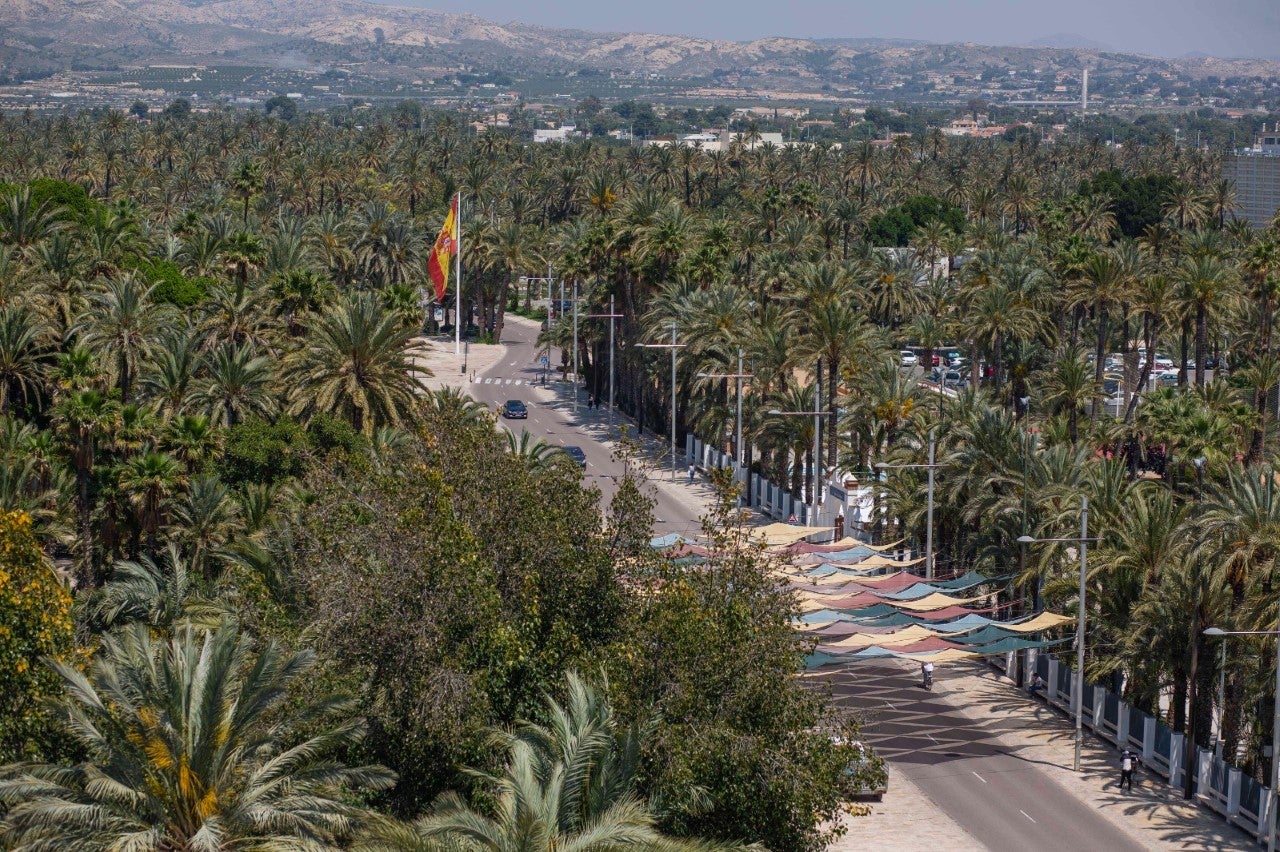 Este domingo comienza en Elche la segunda campaña de repoblación del Palmeral Este domingo comienza en Elche la segunda campaña de repoblación del Palmeral