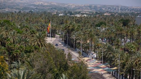 Palmeral de Elche.