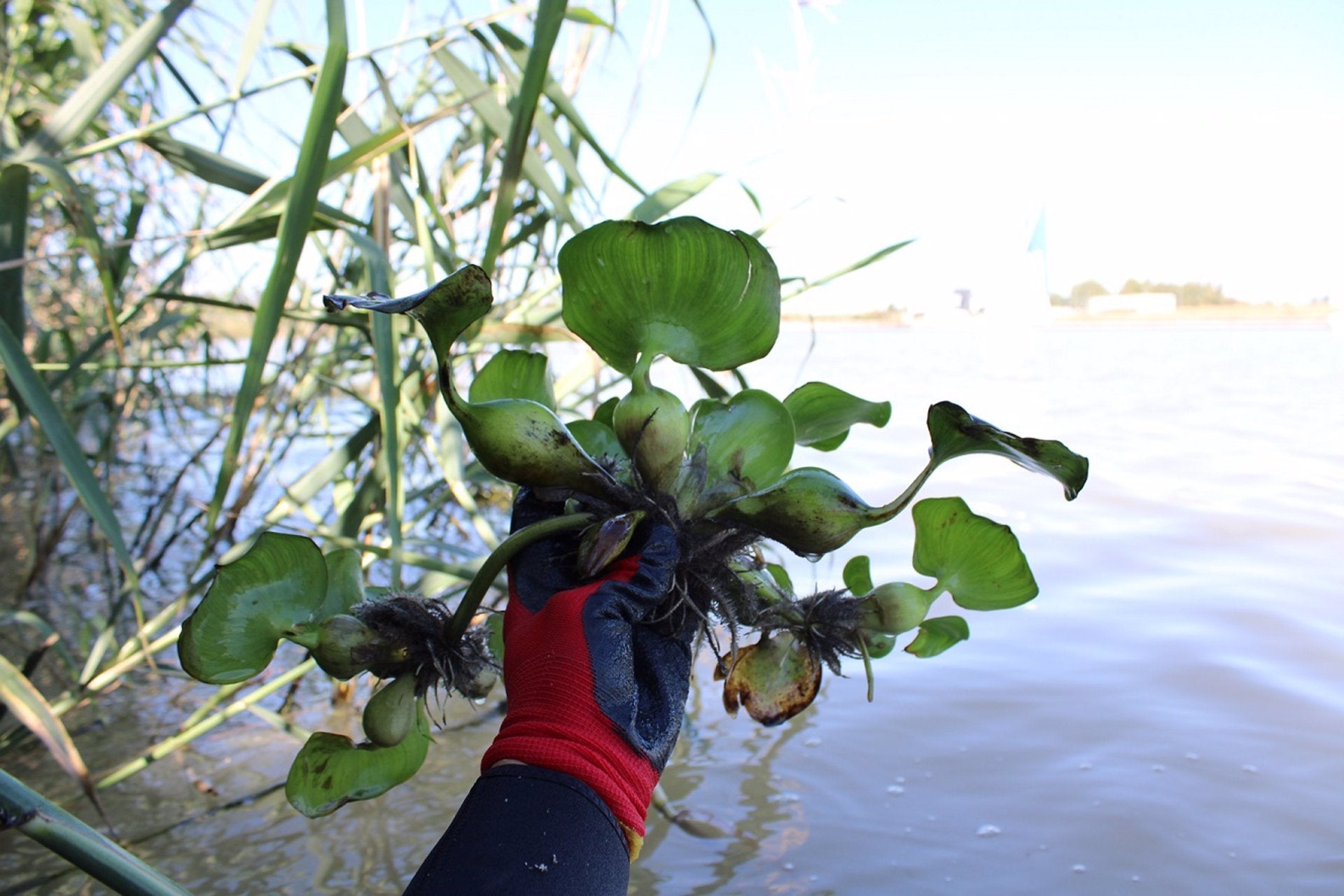 La Junta elimina del Guadalquivir los núcleos afectados por una especie invasora La Junta elimina del Guadalquivir los núcleos afectados por una especie invasora