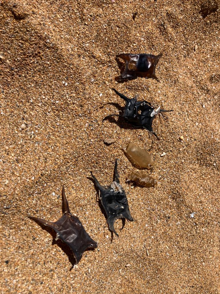 Equipo de adopción de playas encuentra huevos de raya y tiburón en Cala Pregonda Equipo de adopción de playas encuentra huevos de raya y tiburón en Cala Pregonda