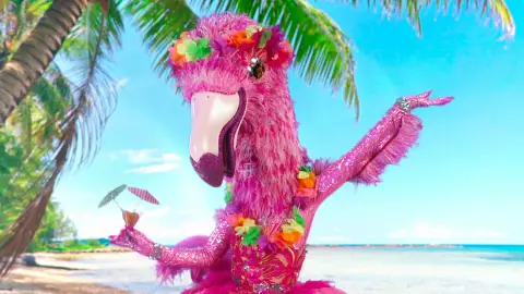 Flamenco fascina a los investigadores con su elegancia y brilli brilli: “Es toda una vedette” Flamenco fascina a los investigadores con su elegancia y brilli brilli: “Es toda una vedette”