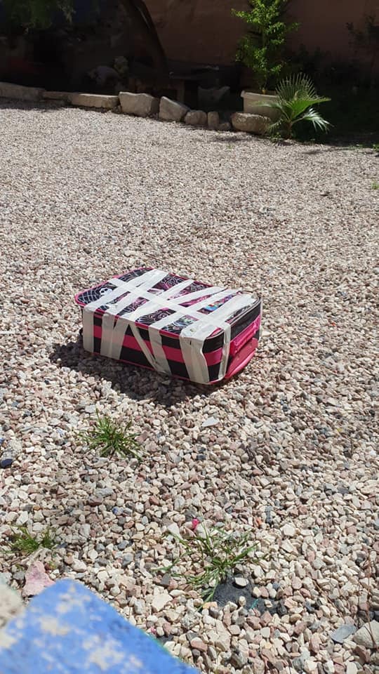 Cinco cachorros de gato son rescatados de una maleta precintada a pleno sol en Alicante Cinco cachorros de gato son rescatados de una maleta precintada a pleno sol en Alicante