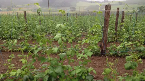 Fabas de Arbón. Fabas de Arbón.
