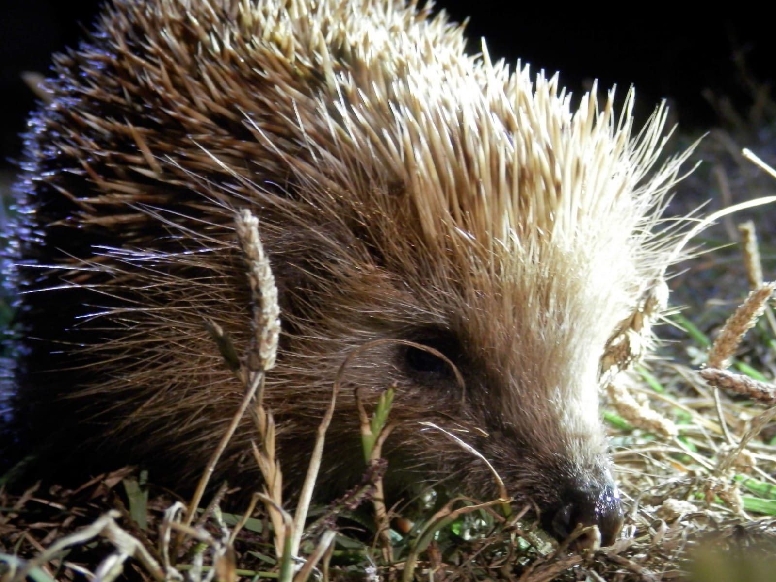 HÁBITAT, ZONA 30 Y ERIZOS HÁBITAT, ZONA 30 Y ERIZOS