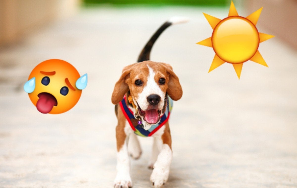 Ángel Osuna, adiestrador canino, nos acerca consejos para mitigar el calor de nuestro amigo peludo Ángel Osuna, adiestrador canino, nos acerca consejos para mitigar el calor de nuestro amigo peludo