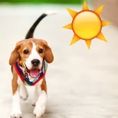 Ángel Osuna, adiestrador canino, nos acerca consejos para mitigar el calor de nuestro amigo peludo Ángel Osuna, adiestrador canino, nos acerca consejos para mitigar el calor de nuestro amigo peludo