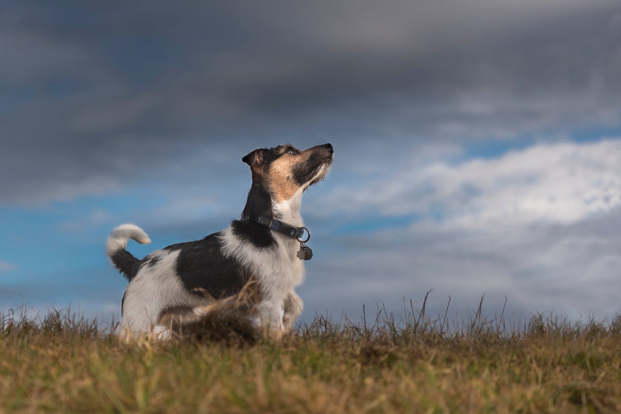 La UPV adiestra a perros para detectar el coronavirus La UPV adiestra a perros para detectar el coronavirus