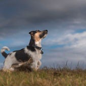 ¿Son peligrosas las tormentas para los perros?