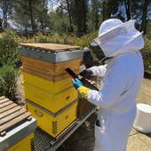Confirman el papel de la avispa asiatica en el declive de las abejas Confirman el papel de la avispa asiatica en el declive de las abejas