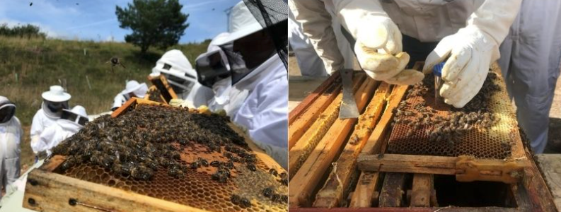 Alberto Castro: "La abeja es el principal agente polinizador a nivel mundial" Alberto Castro: "La abeja es el principal agente polinizador a nivel mundial"