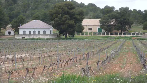 Viñedos del Vianalopó Viñedos del Vianalopó