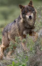 Inquedanza no rural pola confirmación de que a caza do lobo estará prohibida antes do 25 de setembro Inquedanza no rural pola confirmación de que a caza do lobo estará prohibida antes do 25 de setembro