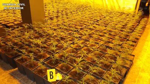 Una de las plantaciones de marihuana Una de las plantaciones de marihuana