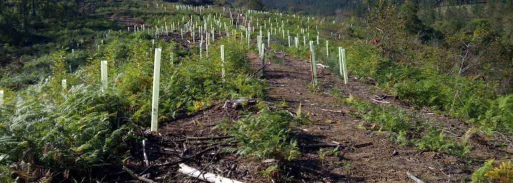 Alertan del aumento de eucaliptus en Bizkaia Alertan del aumento de eucaliptus en Bizkaia