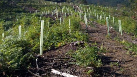 Replantaci&oacute;n de &aacute;rboles en el Urdaibai